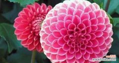 什么花代表好运？如何选择寓意吉祥的花卉？