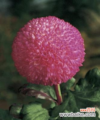 什么花象征和平?寻找和平的花卉代表是什么?