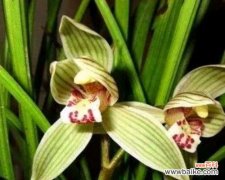 什么花代表红颜知己？如何挑选寓意深刻的花卉？