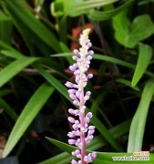 什么花代表吉祥？如何选择寓意吉祥的花卉？