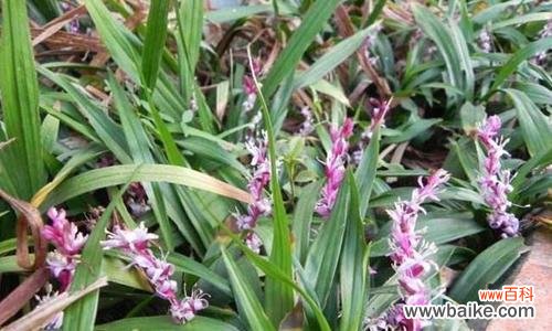 什么花象征吉祥和好运?如何选择寓意吉祥的花卉?