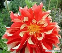 什么花象征吉祥和好运？如何选择寓意吉祥的花卉？