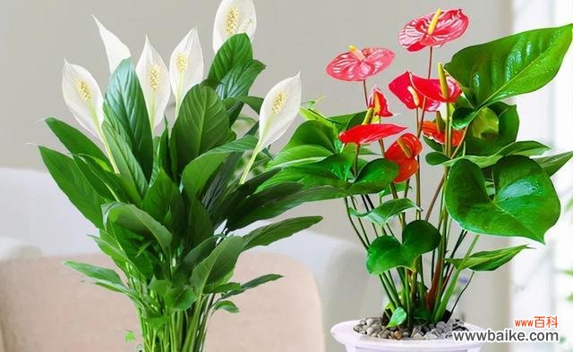 什么花象征吉祥和好运?如何选择寓意吉祥的花卉?