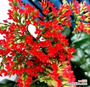 什么花代表吉祥如意？如何选择寓意吉祥的花卉？