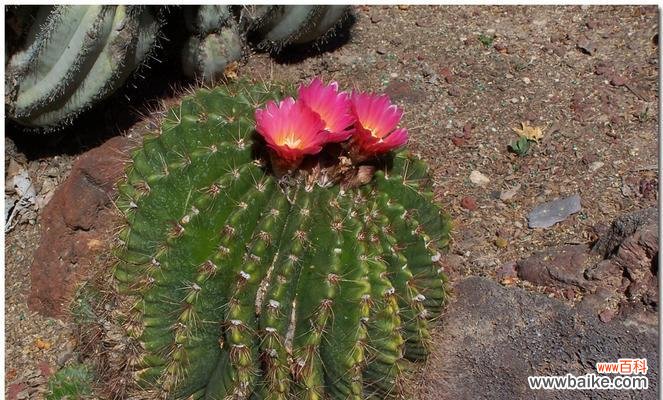 什么花象征着坚强？揭秘代表坚韧不拔的花卉有哪些？