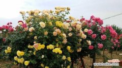 什么花象征骄傲？代表骄傲的人应该选择哪种花？