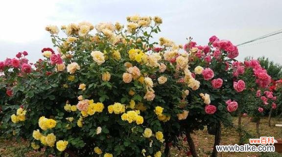 什么花象征骄傲？代表骄傲的人应该选择哪种花？