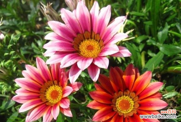 什么花象征骄傲？代表骄傲的人应该选择哪种花？