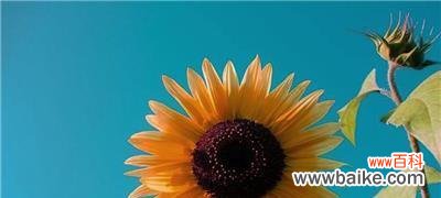 什么花象征骄傲？代表骄傲的人应该选择哪种花？