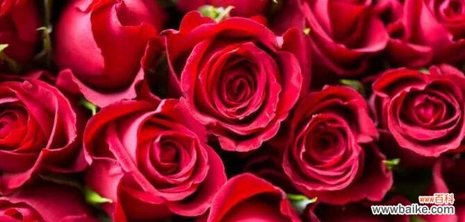 揭开玫瑰花的谜底,探索花语中隐藏的秘密 揭开玫瑰花的谜底,探索花语中隐藏的秘密