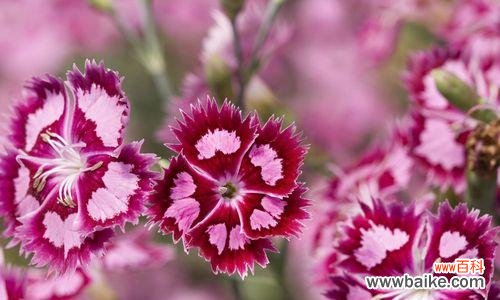 感恩与祝福，黄康乃馨最佳代表 黄康乃馨花语，传递感恩与祝福