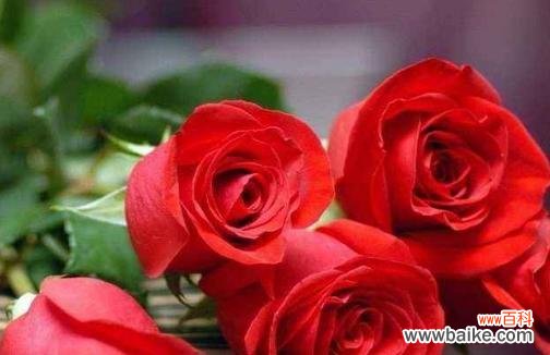 传达爱情和敬意的完美表达, 浪漫之美——11朵玫瑰花的寓意