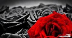 探寻黑玫瑰神秘的内涵 黑玫瑰的花语与寓意
