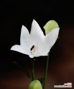 揭秘黑色桔梗花的神秘花语及象征意义 黑色桔梗花的花语