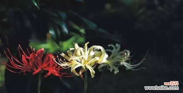 揭秘黑色桔梗花的神秘花语及象征意义 黑色桔梗花的花语