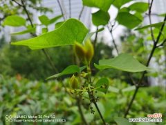 丁香叶子蔫了怎么办