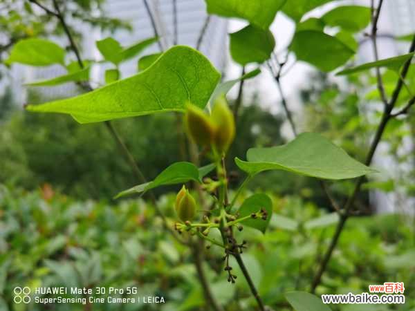 丁香叶子蔫了怎么办