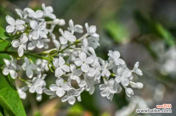 丁香叶子蔫了怎么办