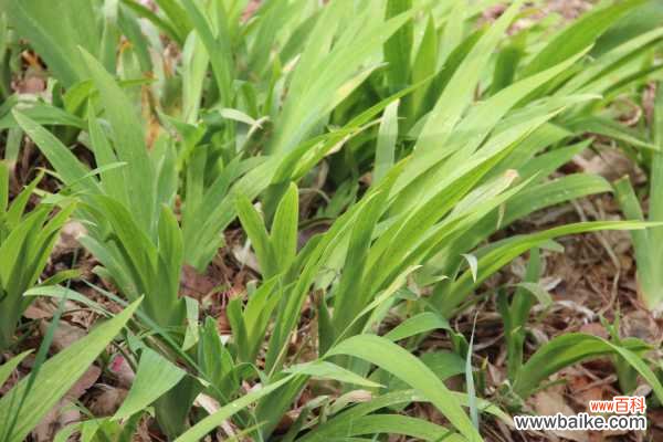 鸢尾为什么不开花