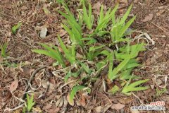 鸢尾为什么不开花