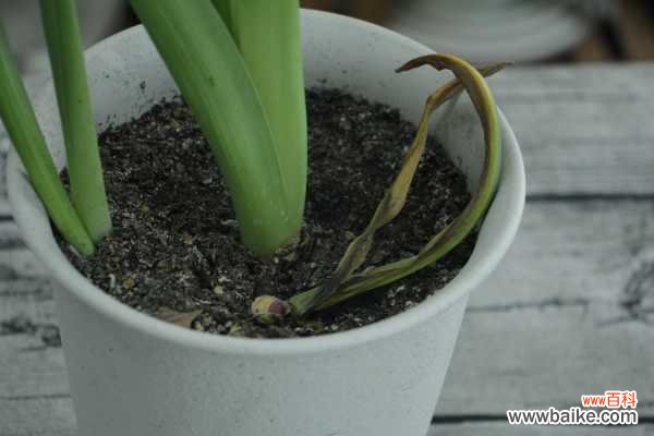 风信子夹箭后怎么办