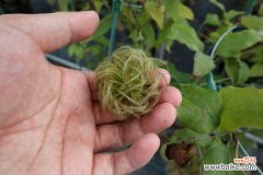 铁线莲为什么不开花