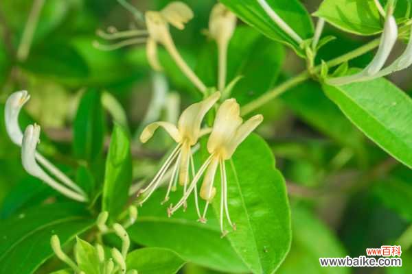 金银花为什么不开花