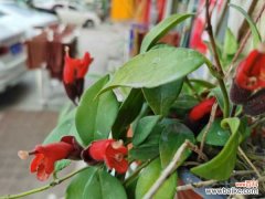 口红花不开花或者落蕾怎么办