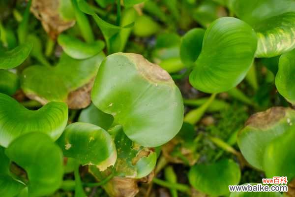 凤眼蓝有哪些危害