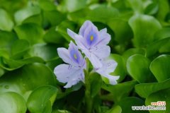 凤眼蓝有哪些危害