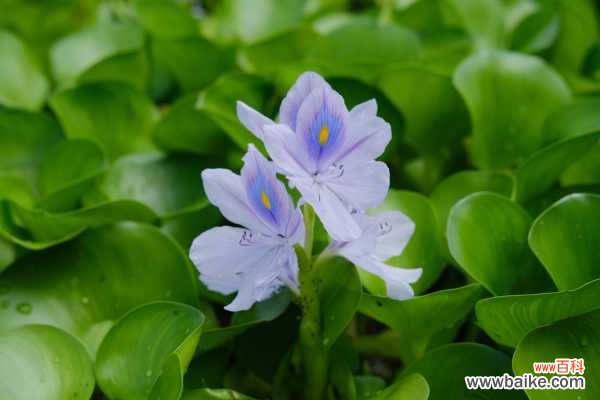 凤眼蓝有哪些危害