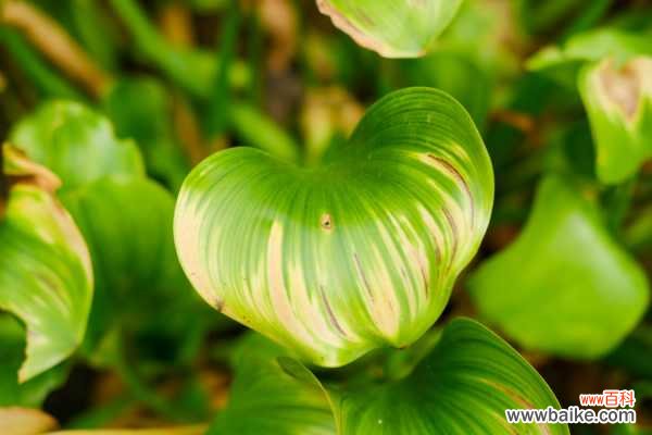 凤眼蓝有哪些危害