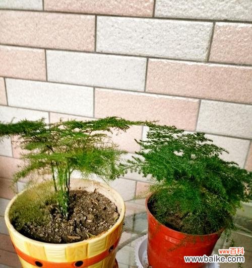 传承千年的文化之花 探秘文竹