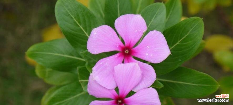 中国传统文化中的花卉之王—以武竹的花语及象征意义 以武竹花语与象征意义