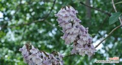 以花语解读梧桐花的隽永意义 梧桐花