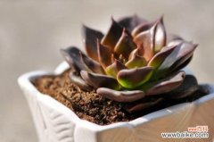 黑王子和黑法师有什么区别，外形特征轻松区分