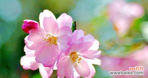 什么花代表离别?离别之花的含义是什么?