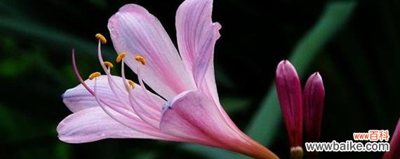 什么花代表离别?离别之花的含义是什么?