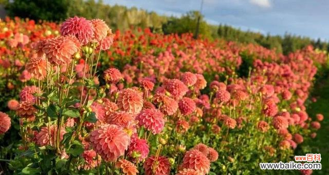 什么花象征着梦想实现?梦想之花的含义是什么?