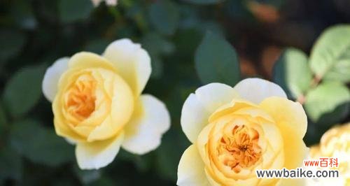 什么花象征着梦想实现?梦想之花的含义是什么?