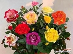 什么花象征着梦想实现？梦想之花的含义是什么？