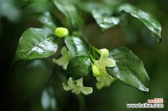 七里香的花语和传说，爱情的俘虏以及反战之殇