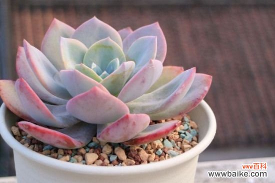 红粉台阁和白凤的区别,4大外形特征区分两者