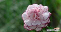 什么花代表母亲？母亲节送什么花最合适？