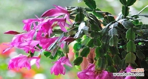 什么花象征着男性力量?了解男性代表花卉的含义是什么?