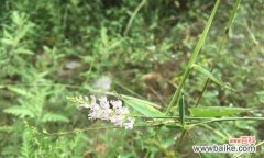 什么花象征着男性力量？了解男性代表花卉的含义是什么？