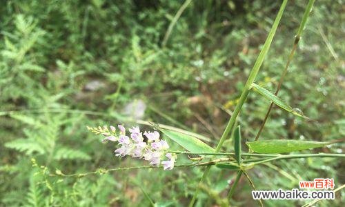 什么花象征着男性力量?了解男性代表花卉的含义是什么?