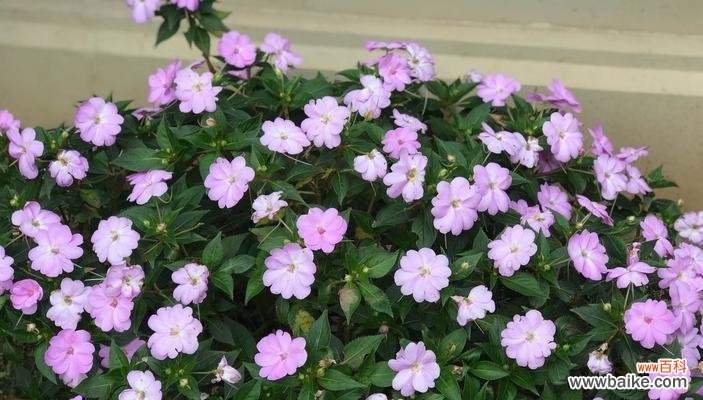 什么花象征着男性力量?了解男性代表花卉的含义是什么?