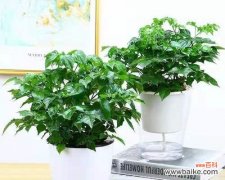 什么花代表平安？如何选择寓意平安的花卉？