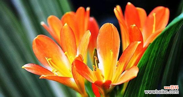 什么花代表亲情？亲情象征的花卉有哪些？